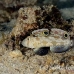 goby_spot_twin_res_kb_h_0122_png0785.jpg